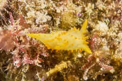 Crimora papillata