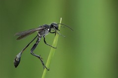 Ammophila