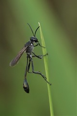 Ammophila