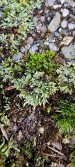 Bryum argenteum