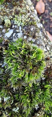 Grimmia pulvinata