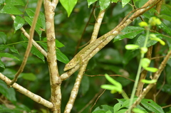 Polychrus marmoratus