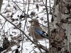Garrulus glandarius