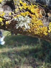 Ramalina canariensis