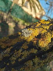 Ramalina canariensis
