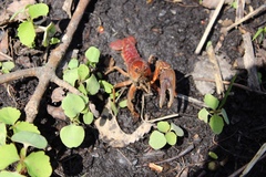 Procambarus gracilis