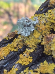 Ramalina canariensis