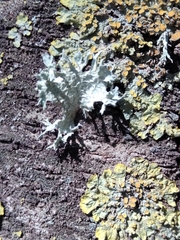 Ramalina canariensis