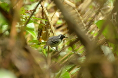 Myrmoborus myotherinus