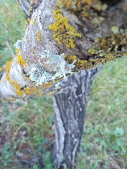 Ramalina canariensis