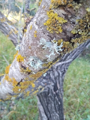 Ramalina canariensis