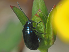 Altica impressicollis