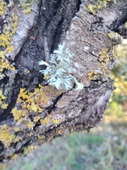 Ramalina canariensis