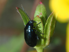 Altica impressicollis