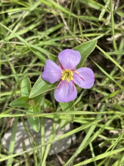 Argyrella phaeotricha