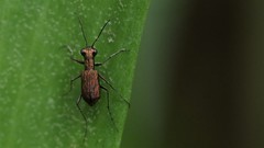 Cylindera