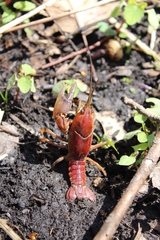 Procambarus gracilis