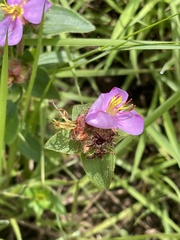 Argyrella phaeotricha