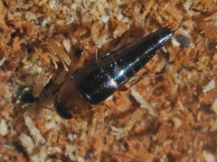 Tachyporus ruficollis