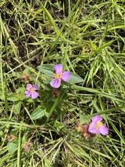 Argyrella phaeotricha