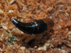 Tachyporus ruficollis