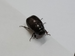 Apogonia cribricollis