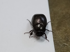 Apogonia cribricollis