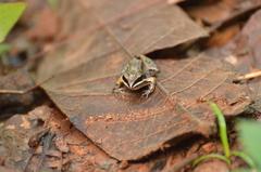 Leptodactylus mystaceus