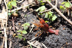 Procambarus gracilis