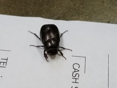 Apogonia cribricollis