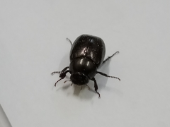Apogonia cribricollis