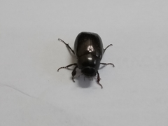 Apogonia cribricollis