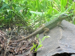Tropidurus catalanensis