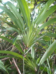 Dianella bambusifolia
