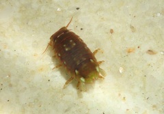 Sphaeromatoidea