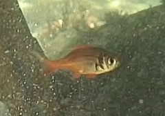 Boopsoidea inornata