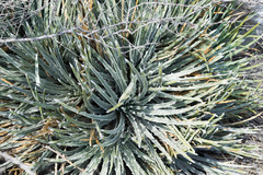 Hechtia mapimiana
