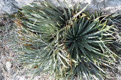 Hechtia mapimiana