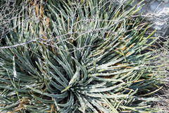 Hechtia mapimiana