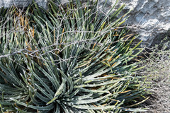Hechtia mapimiana