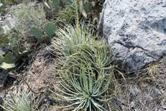 Hechtia mapimiana