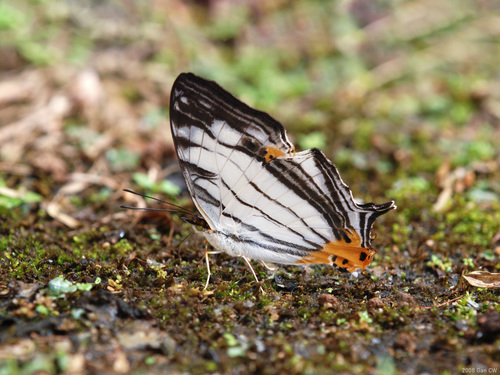 Common Mapwing