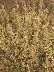 Atriplex pedunculata