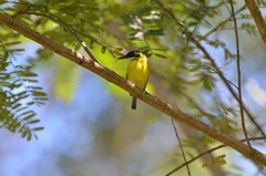 Todirostrum chrysocrotaphum