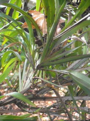 Dianella bambusifolia