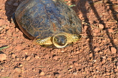 Rhinoclemmys punctularia