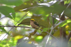 Machaeropterus pyrocephalus