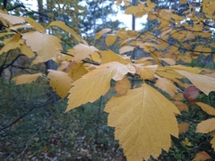 Karpatiosorbus latifolia