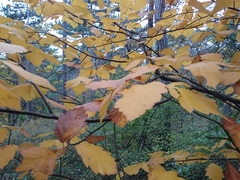 Karpatiosorbus latifolia