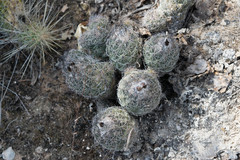Coryphantha durangensis